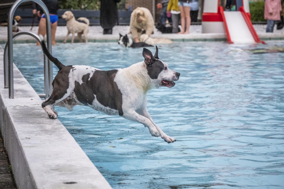 Zwembad De Bever in Sint Pancras - één dag per jaar open voor honden - wordt nu nog geëxploiteerd door SSL.