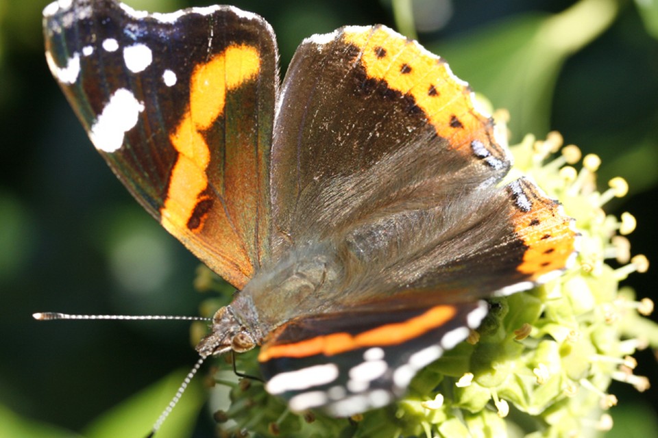 ’Plenty’ hommels, weinig vlinders in oostknollendam. Foto: Archieffoto vlinder