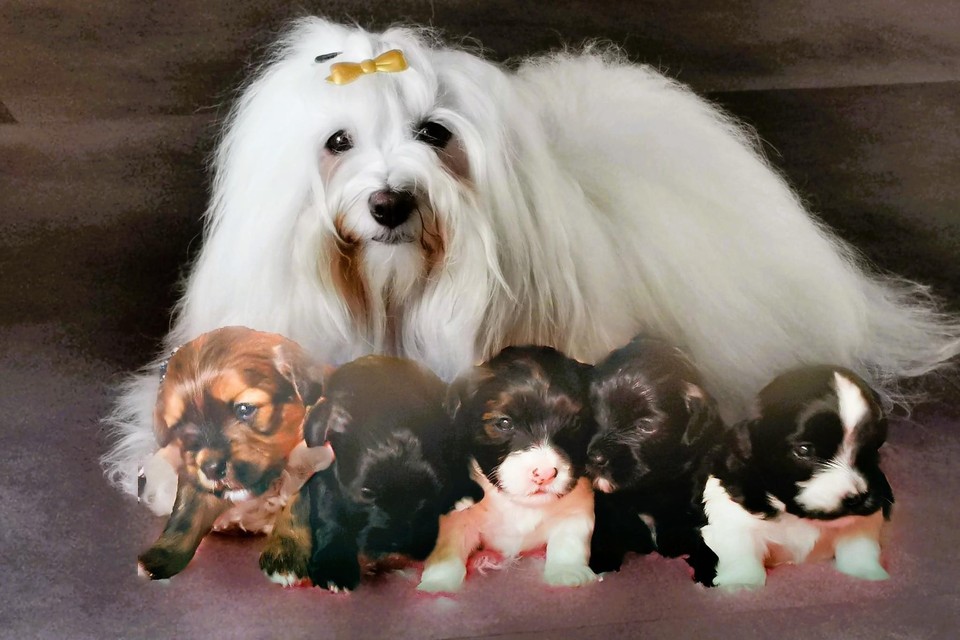 Moeder Abby met haar vijf kleintjes, links Happy.