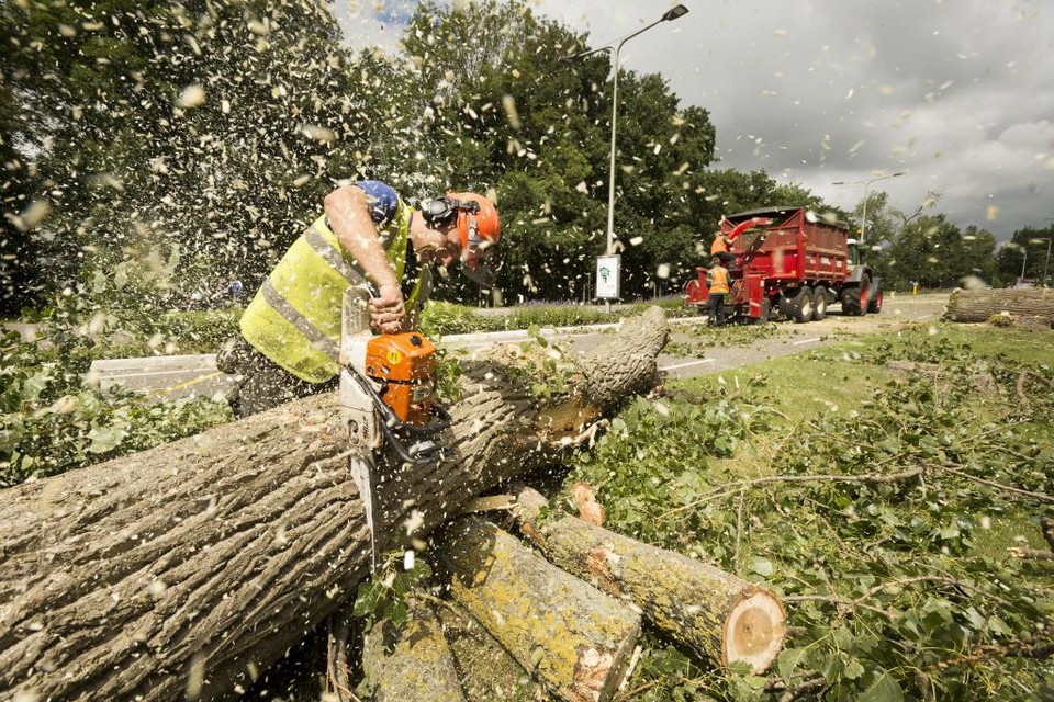 Acht bomen in Laren dreigen gekapt te worden.