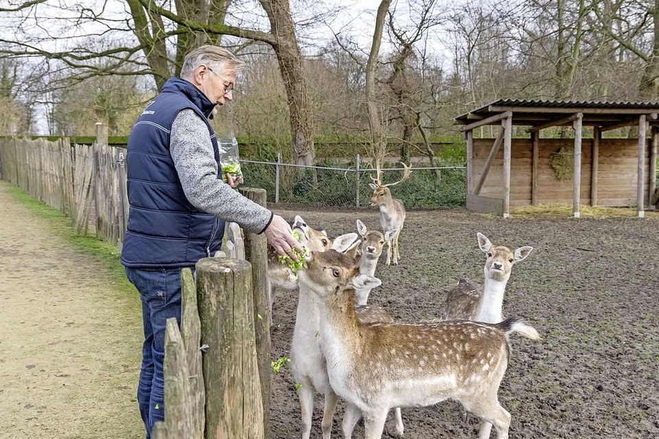 Niko Dol bij de herten in de hertenkamp. ’Het zijn geen gevaarlijke dieren’.