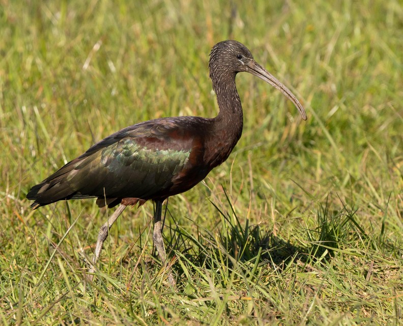 Zwarte ibis in de voorjaarszon.