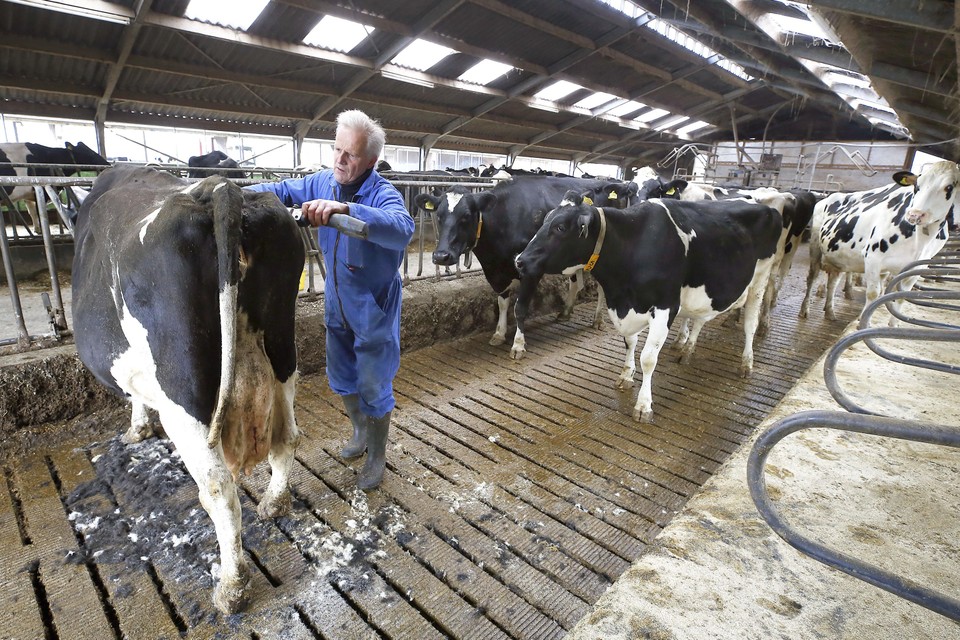 Willem Keesom scheert al het melkvee nu het weer op stal staat.