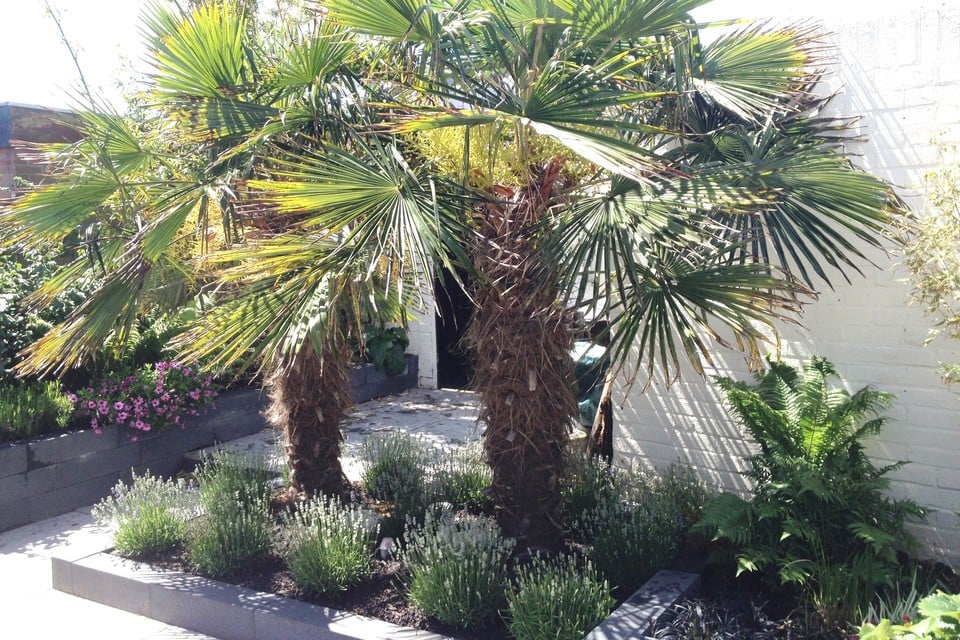De twee bloeiende palmen. Foto HMC/Marischka de Jager
