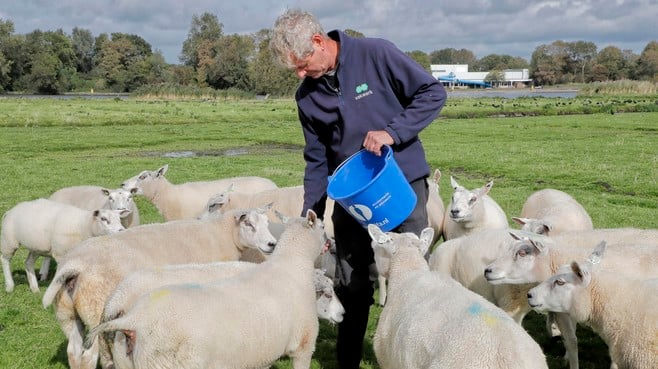 Bluetongue Virus Outbreak: Livestock Farmers Concerned in Noordkop and West Friesland