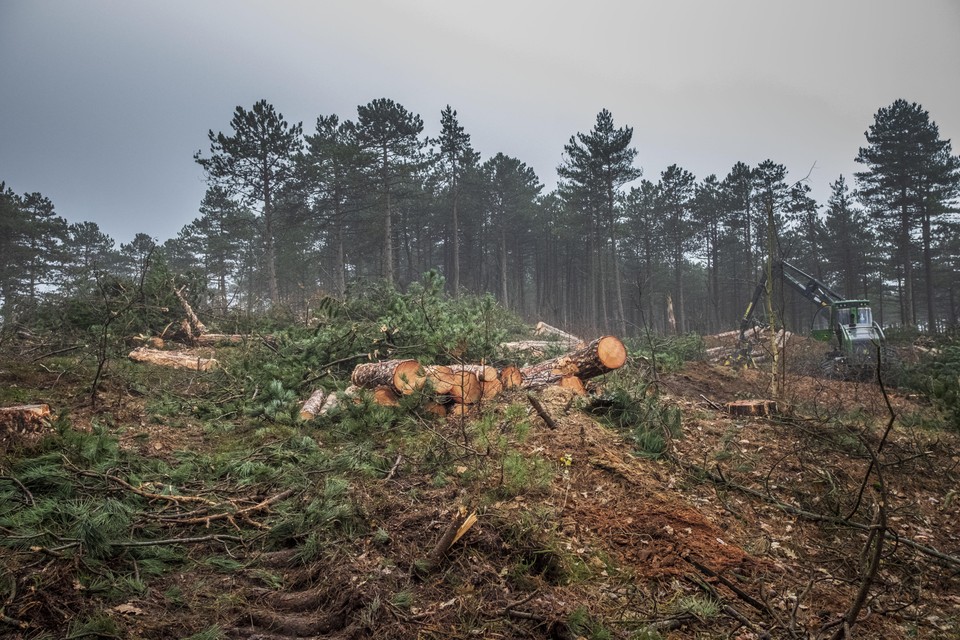 De Duinstichting verzette zich ook tegen de kap van het Dr. Van Steijnbos in Schoorl. Ondanks de kritiek begon de kap van zo’n 7,6 hectare bos toch eind 2020.