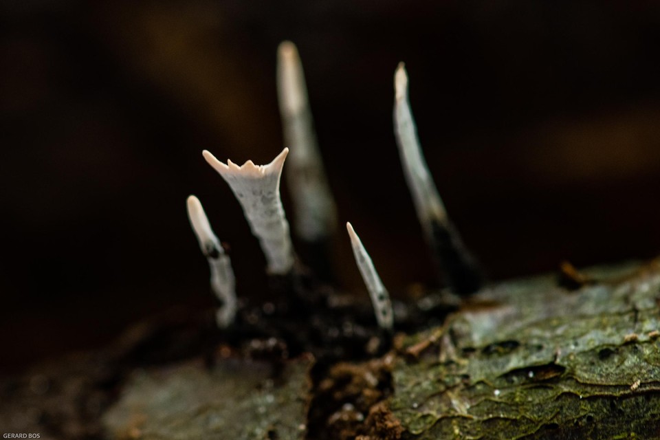 De geweizwam, de paddenstoel groeit op dood hout.