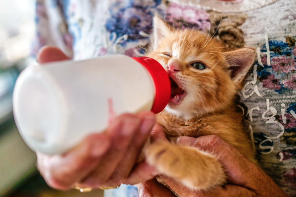 De van een wisse dood geredde kitten Sjakie aan de fles. Het beestje maakt het goed bij het gastgezin ’ergens in de buurt van Schagen’.