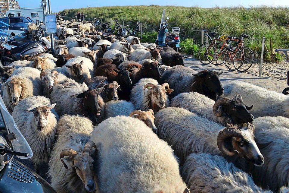 De schapen zijn onderweg naar hun nieuwe graasplek.