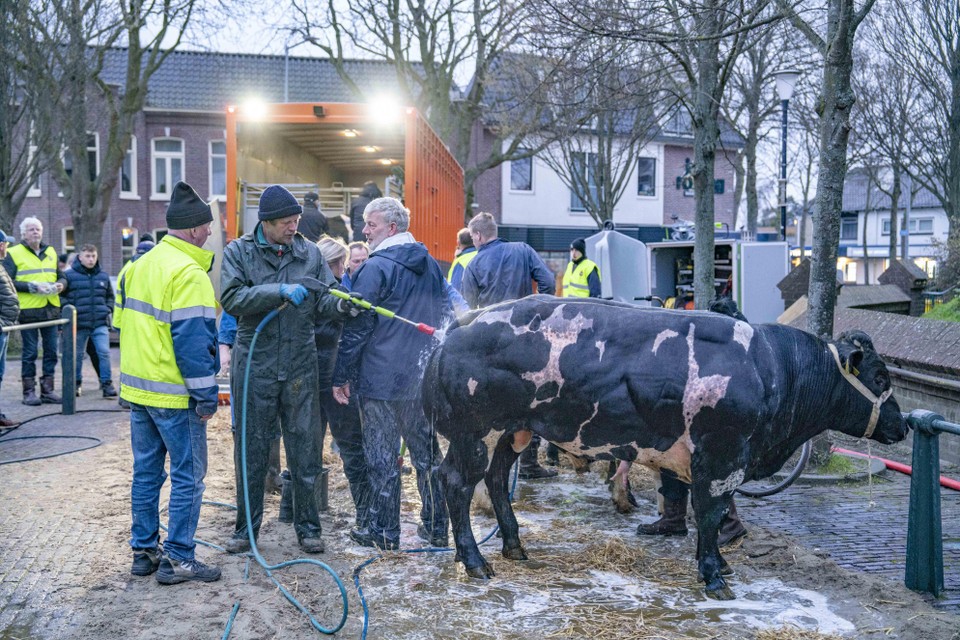 Margreet Steendijk, inspecteur bij Eyes on Animals, was woensdagochtend al vroeg aanwezig bij de Paasveetentoonstelling.