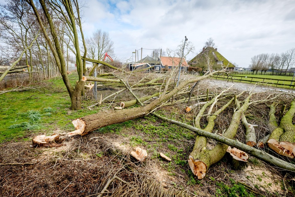 Tientallen bomen werden dinsdag gekapt aan de Lagelaan.