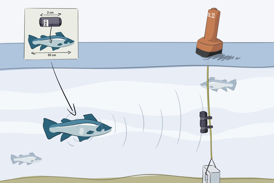 Een gezenderde zeebaars en echosounders op de zeebodem (waarmee op basis van trillingen aanwezige vissen kunnen worden gesignaleerd).