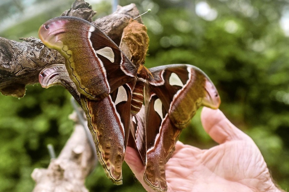De Atlasvlinder in Vlindertuin Vlindorado, Waarland. Deze soort heeft het grootste vleugeloppervlak van alle soorten. ,,Ze leven tien dagen.”