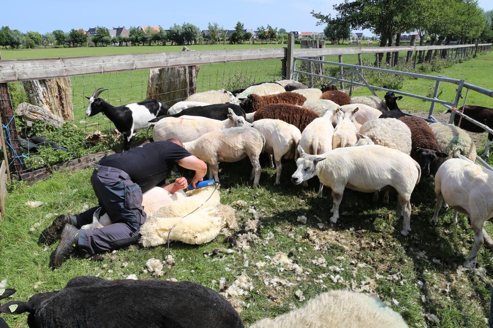 De winnende foto van Christy Rijser van het schapen scheren in Oosthuizen.