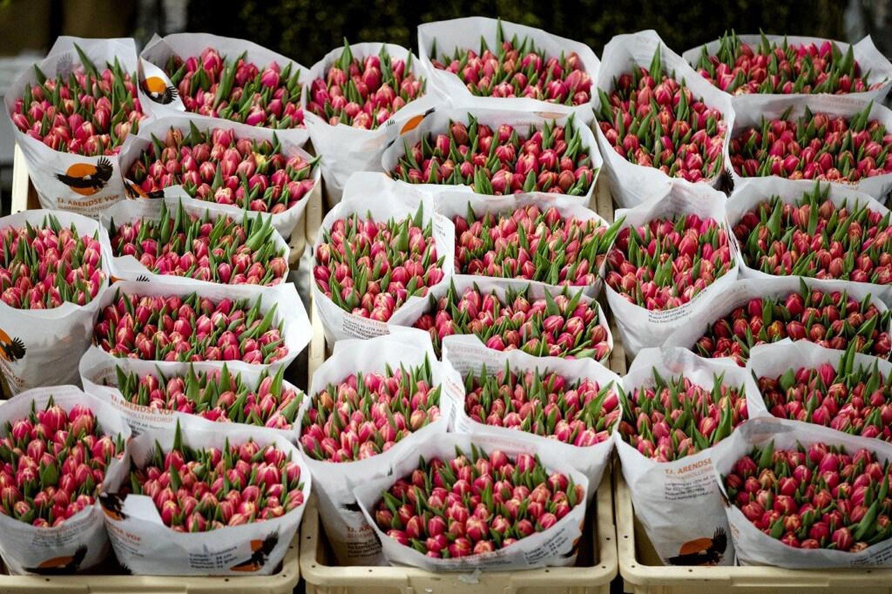 Schandelijk Beroep Anzai Anguflor in Heiloo, groothandel in bloemen en planten, failliet: 28 mensen  op straat. Doorstartkansen voor shops bij NS-stations onderzocht |  Noordhollandsdagblad