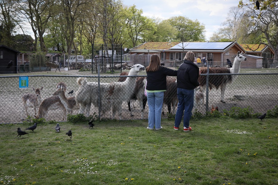 Herten voeren zoals hier gebeurt in Enkhuizen is een geliefde bezigheid voor bezoekers.