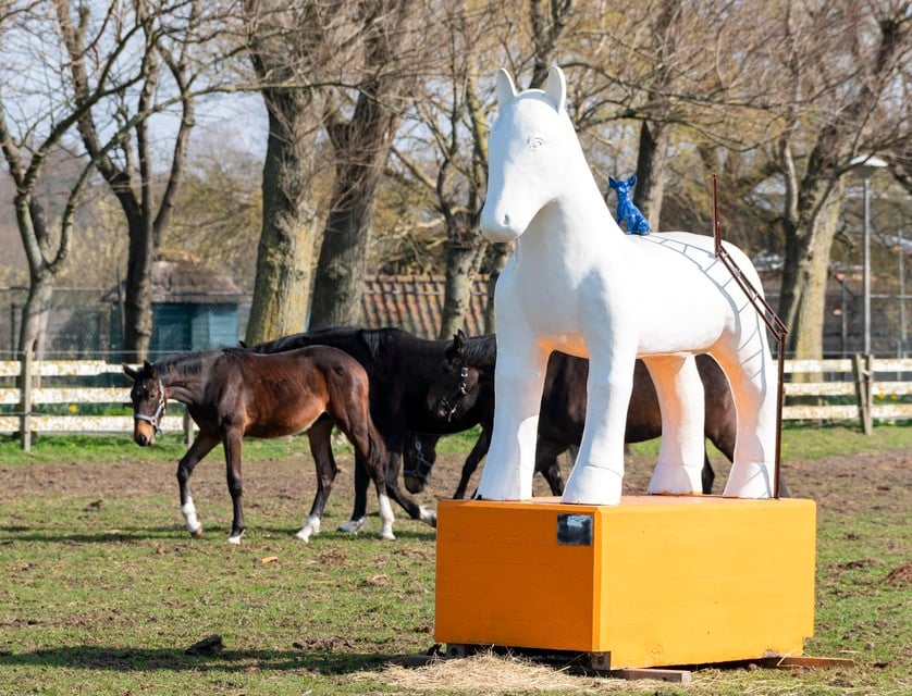 Het paard staat nu bij Manege Groot aan de Herenweg in Egmond aan den Hoef.