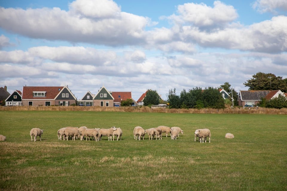 Drie eeuwen geleden vond in het Texelse gehucht Oost sodomie plaats met een schaap.