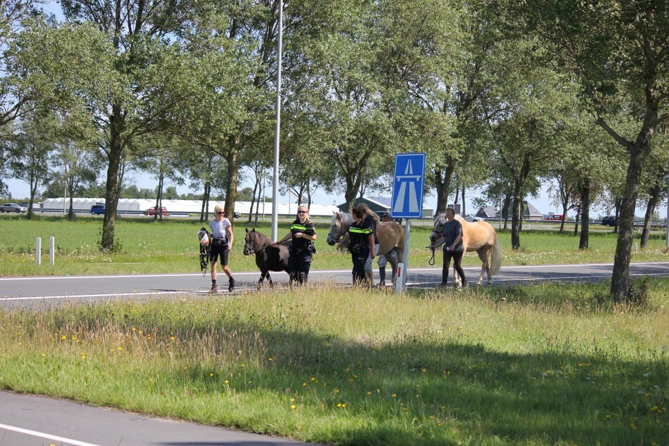 Paarden op A9 bij Castricum verstoren verkeer