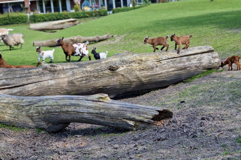 De teller staat inmiddels op elf jonge geitjes in het hertenkamp te Hoogwoud.