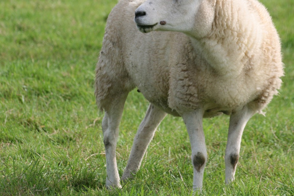 Hond doodt en verwondt schapen in Krommenie. Foto: Archieffoto schaap