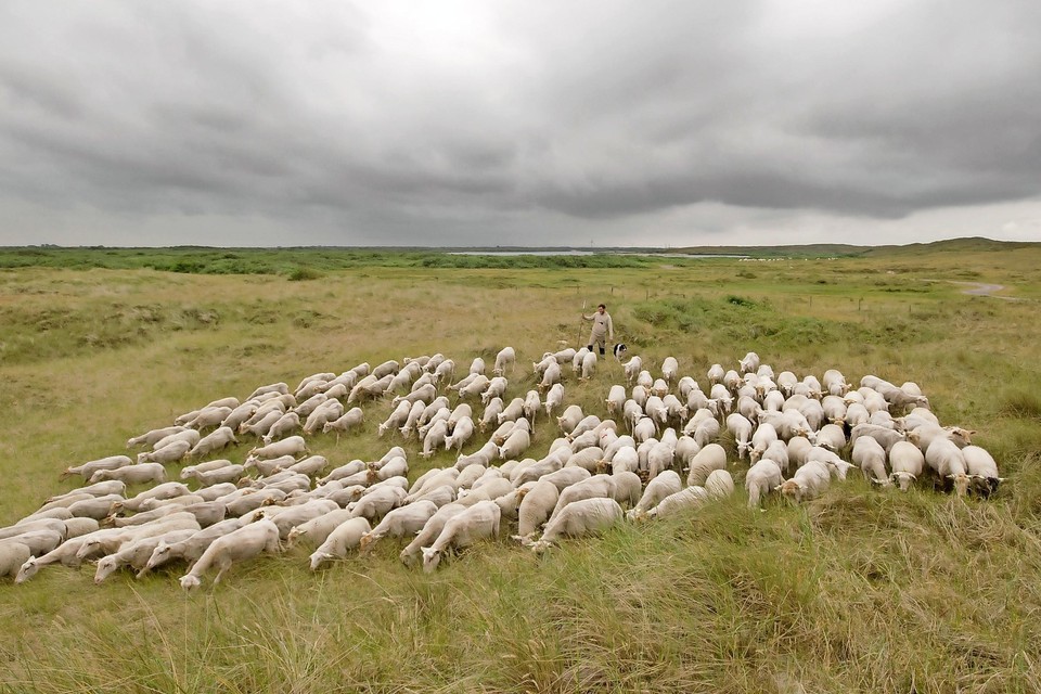 Herder Jakob Ruiter met zijn kudde Keltische heideschapen in natuurgebied 










Zwanenwater bij Callantsoog. Op naar ’een nieuw lekker stuk’. Na een paar uur gaat de pens bollen.