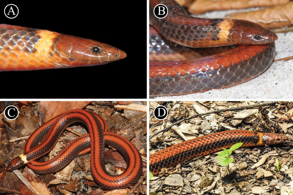 Vooral de gele kraag in de hals onderscheidt deze soort van verwante slangen.