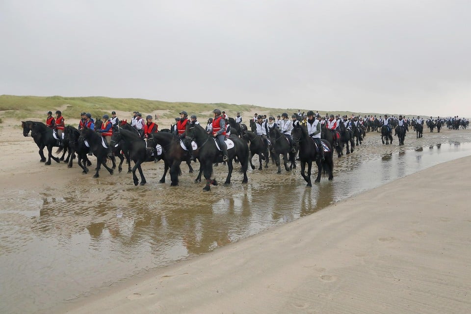 Friese paarden hebben eerder massaal op het strand van Callantsoog naar Huisduinen gelopen.