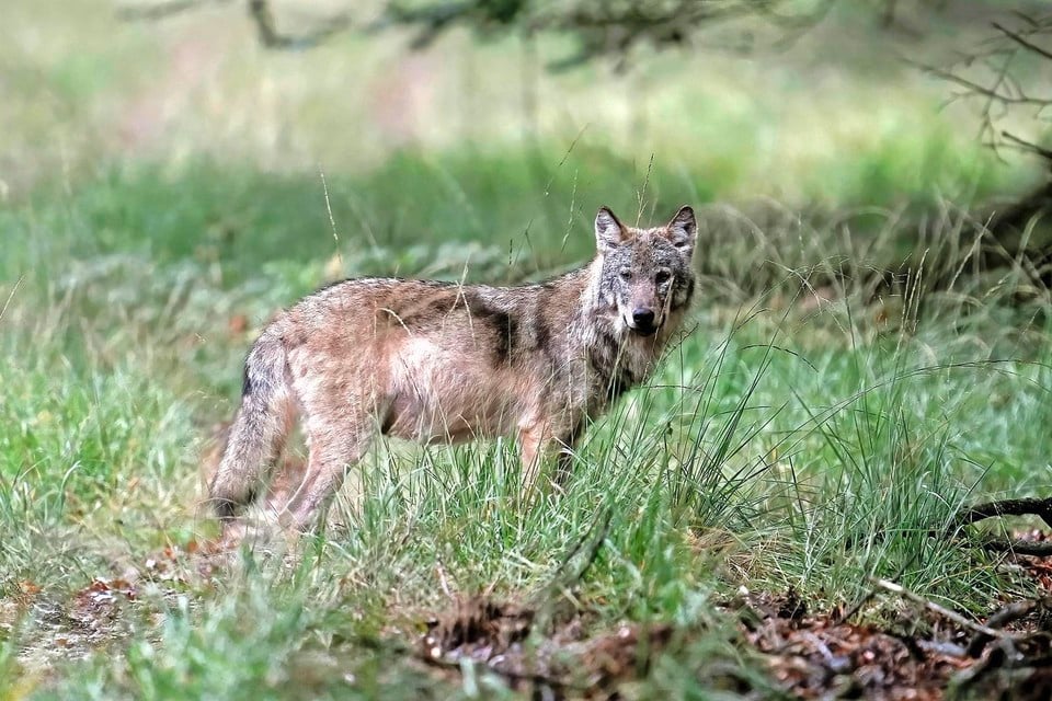Een van de Veluwse wolven.