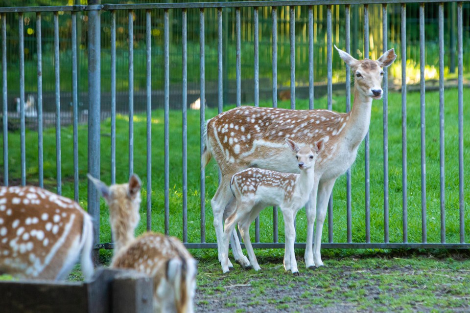Bambi week geen moment van de zijde van moeder, maar dartelde wel vrolijk mee met de groep.