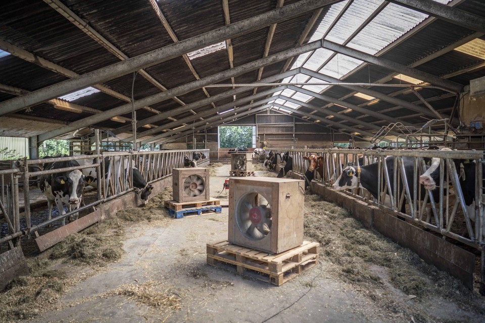 Ventilatoren in de stal van de Wieringer IJs- en Zuivelboerderij om de koeien koel te houden.