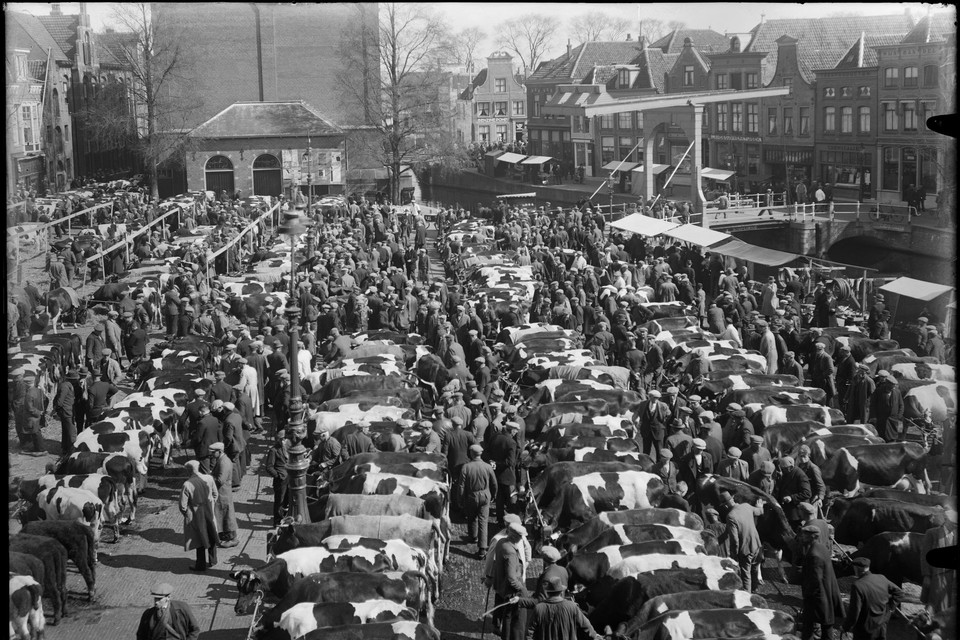 Wat een drukte tijdens de veemarkt van de Landbouwdag Alkmaar rond 1930.