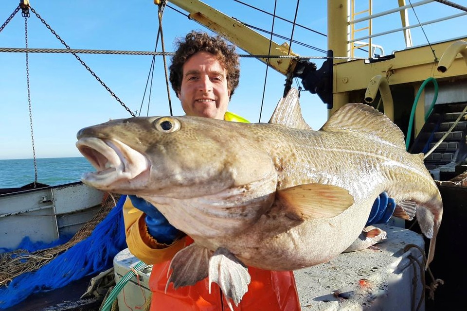 Een kabeljauw van 21,6 kilogram met een lengte van 1,14 meter, zo groot worden ze door vissers onderzoekers zelden gezien | Noordhollandsdagblad