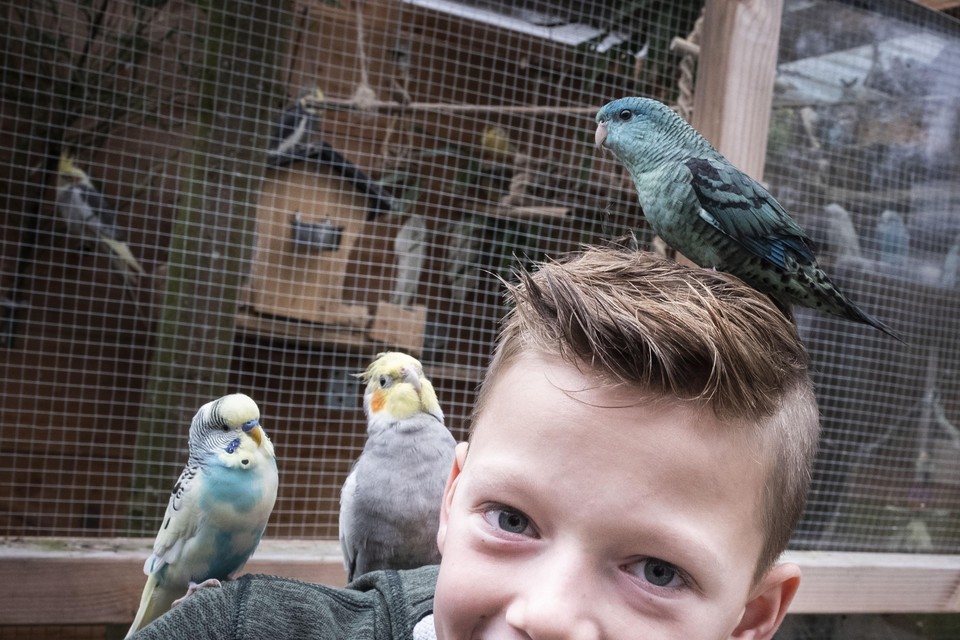 Fabian (10) met zijn drie tamme vogels voor de zelfgemaakte volière.