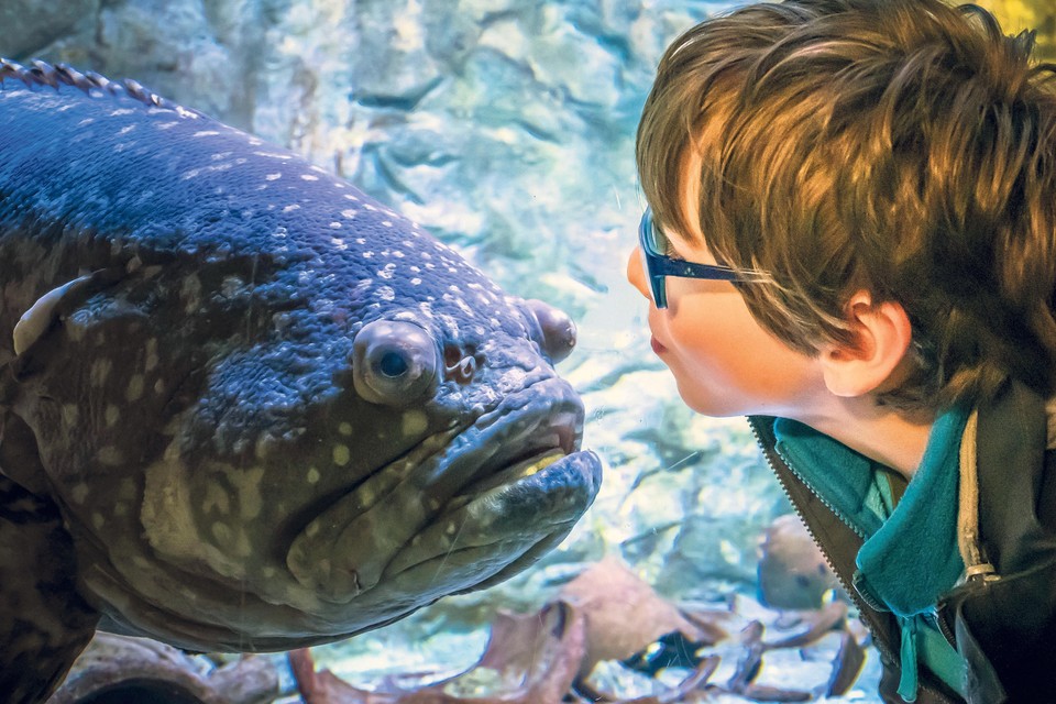 Wie bekijkt nou wie? Een jeugdige bezoeker oog in oog met een van de bewoners van Zee Aquarium Bergen aan Zee.