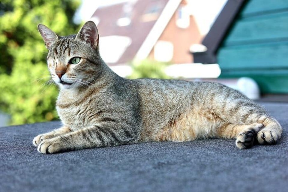 Geit papier ledematen Is kat Mattie het leukste huisdier van het land? Zwanenburgse kater mist  staart en één oog, maar is wel blij [video] | Noordhollandsdagblad