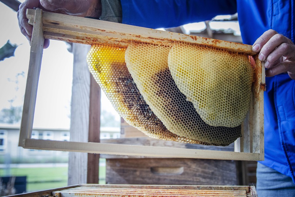 Deze winter zijn er bij veel imkers meer bijen overleden dan voorgaande jaren, bijenhouders slaan alarm.