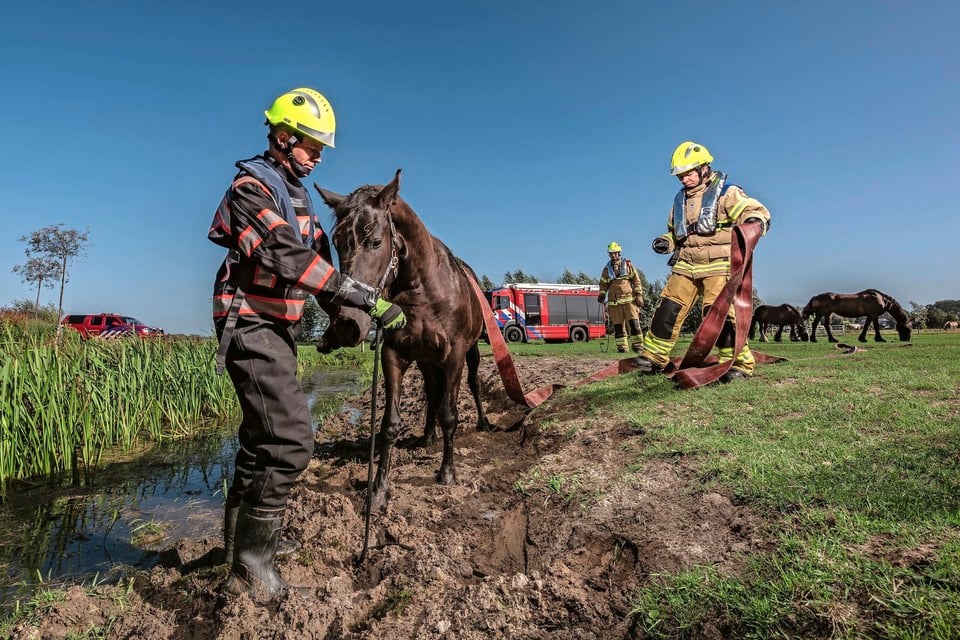 Hulp bij een dier in nood, in dit geval een te water geraakt paard. De brandweerassistent kan zich op meerdere vlakken verdienstelijk maken.