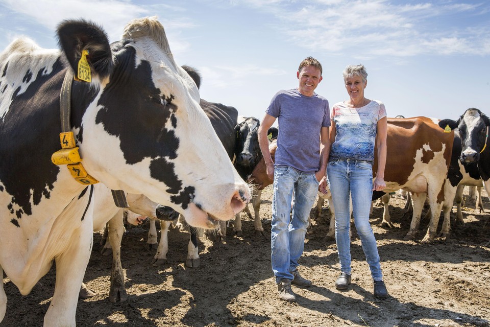 Kees en Elly Ruijter-Masteling doen met zoon Joost mee aan een experiment voor ’gmo-vrij’ voeren. Zij melken aan de Grote Sloot in Burgerbrug 175 koeien.