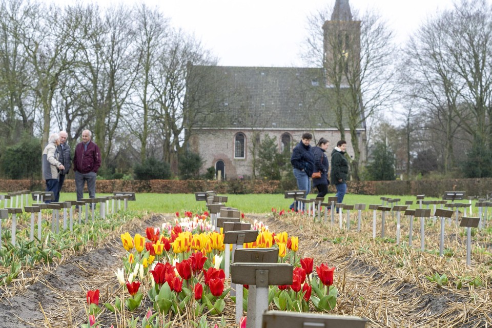 Een bed met historische vroege tulpen, met op de achtergrond de hervormde kerk van Limmen.