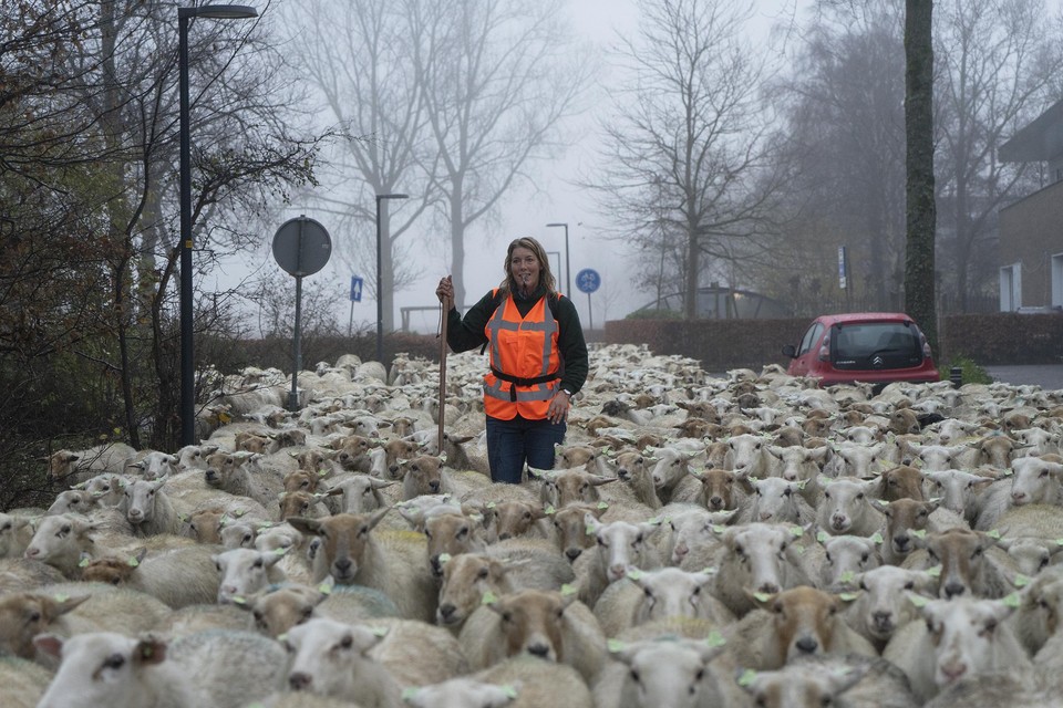 Marijke Dirkson en haar 800 schapen.