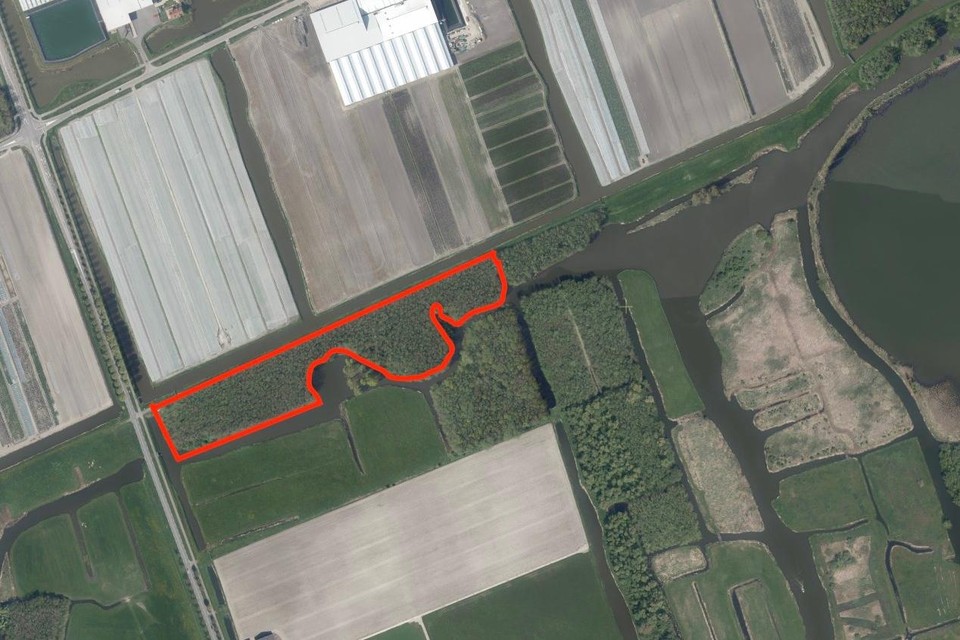 Het rood omrande gebied tussen de Driehuizen en de Lutjebroekerweel, wordt als eerste gerooid.