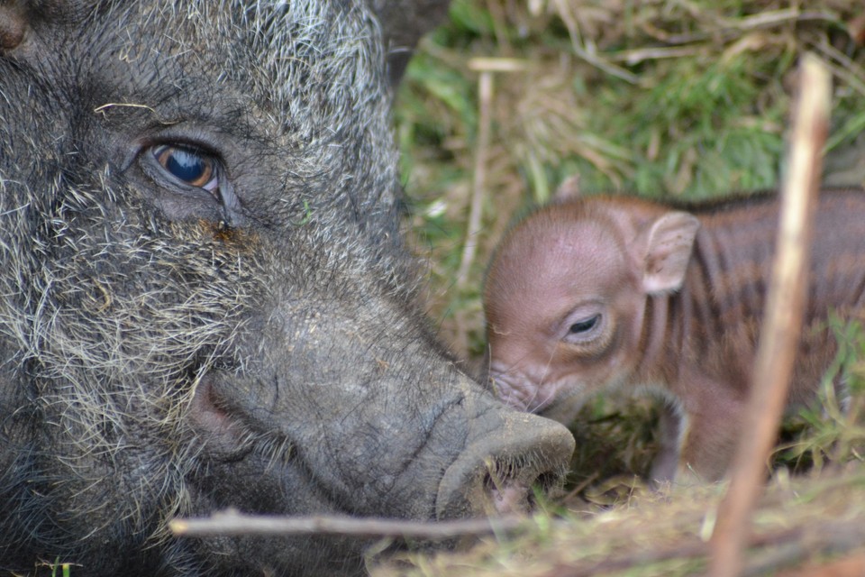 Het pasgeboren biggetje met varkenmams in het Van Blanckendaell Park.