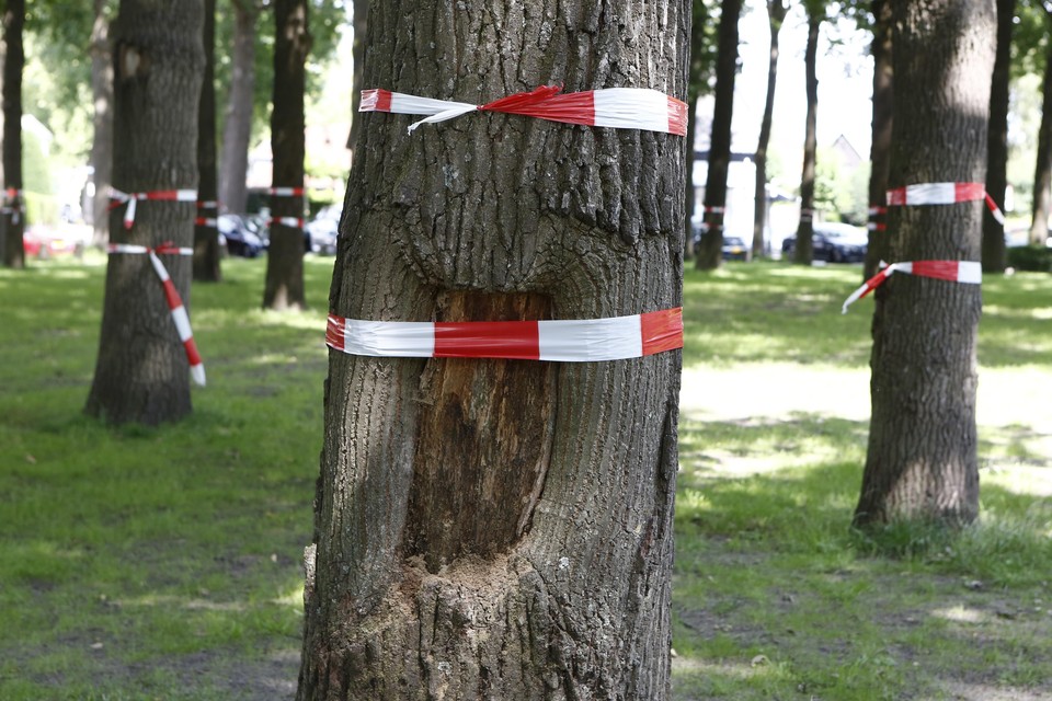 Juli 2020: protesten tegen bomenkap op de Brink.