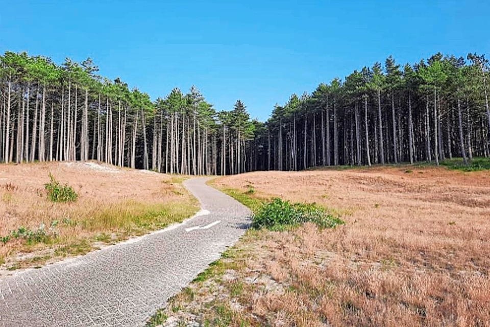 Een deel van het te kappen bos bij Bergen aan Zee is aangetast door de honingzwam.