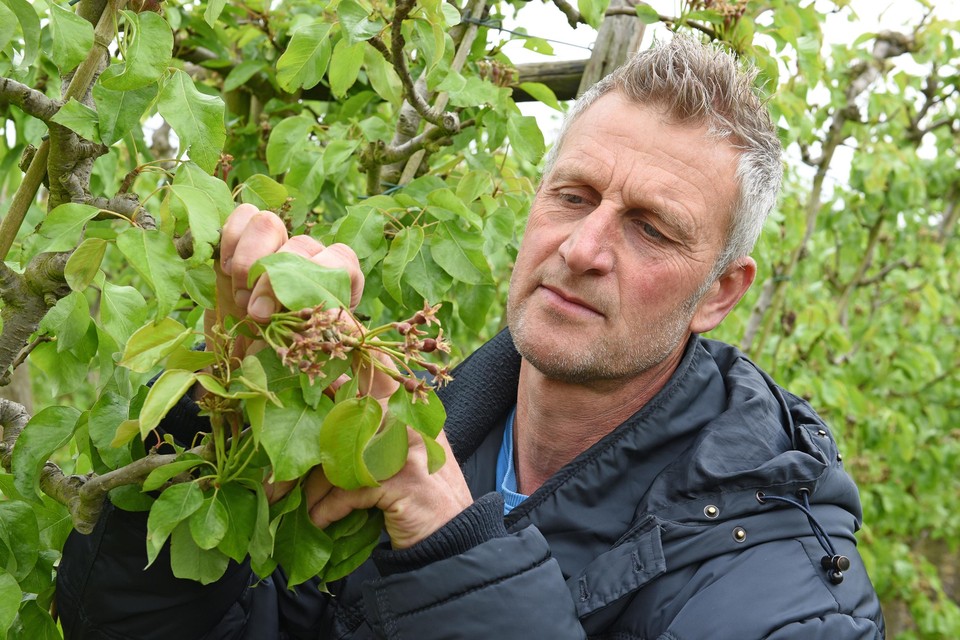 Perenteler John Kuijper in Wijdenes bestudeert zijn fruitbomen. ,,Vroeger moest alles dood, gelukkig denken we daar anders over.’’