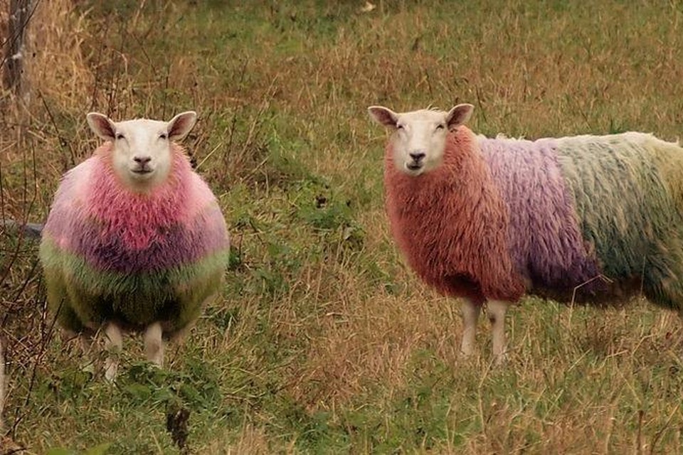Een D66-lid suggereert de schapen een 1-april kleurtje te geven