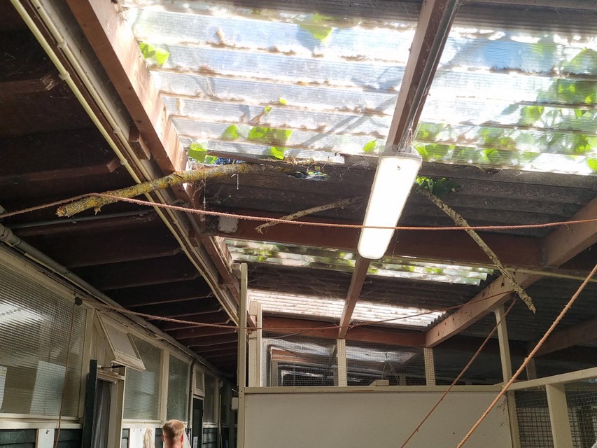 Een tak steekt door het dak van het vogelasiel.