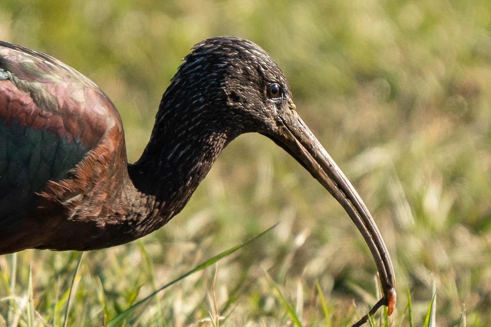 Zwarte ibis wordt maar weinig gezien, ook al is hij inmiddels inheems.