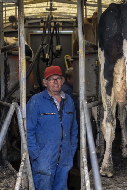 Gerard van Muijen (75) heeft in Callantsoog alle vormen van buitenmelken voorbij zien komen. Nu gaan de 36 koeien van hem en zoon Pieter (37) door een 2x4 doorloopwagen.